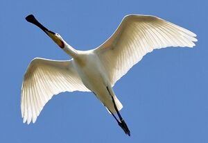 Eurasian Spoonbill