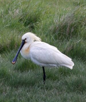 Eurasian Spoonbill
