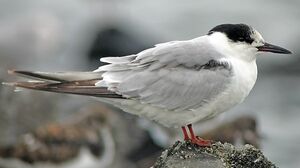 Common Tern 
&copy; Robert Hendrick