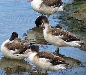 Common Shelduck