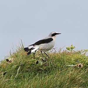 Northern Wheatear