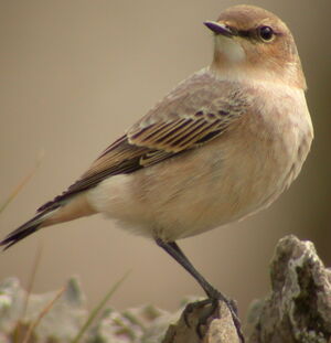 Northern Wheatear