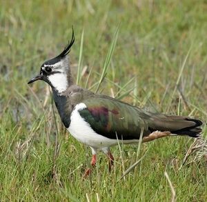 Northern Lapwing