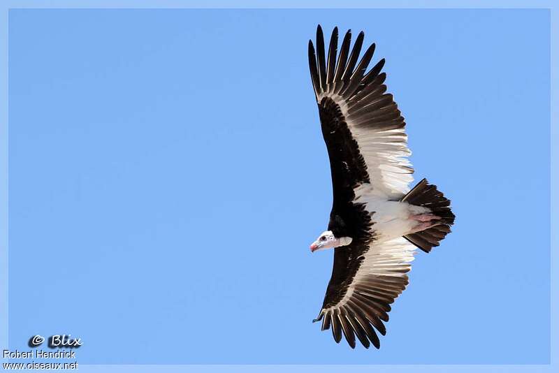 White-headed Vulture female adult, pigmentation, Flight