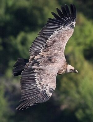 Griffon Vulture 
&copy; Robert Hendrick