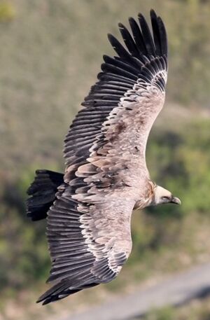 Griffon Vulture 
&copy; Robert Hendrick