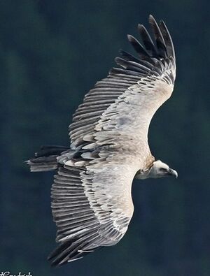 Griffon Vulture 
&copy; Robert Hendrick