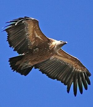 Vautour fauve
