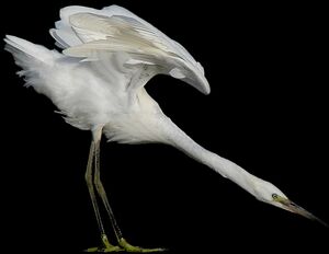 Aigrette garzette