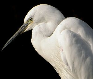 Aigrette garzette