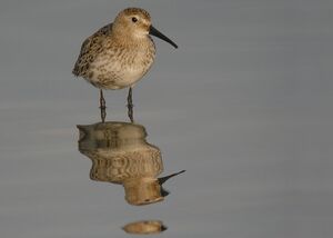 Dunlin 
&copy; Roland Ripoll