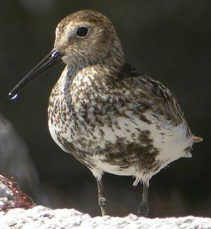 Dunlin 
&copy; Roland Ripoll