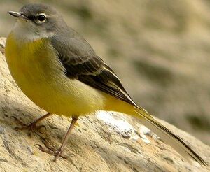 Grey Wagtail 
&copy; Roland Ripoll