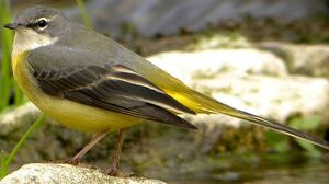 Grey Wagtail 
&copy; Roland Ripoll