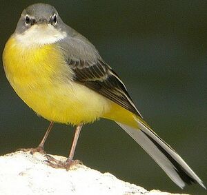 Grey Wagtail 
&copy; Roland Ripoll