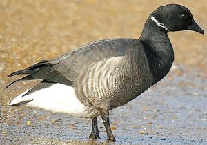 Brant Goose 
&copy; Roland Ripoll