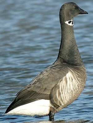 Brant Goose 
&copy; Roland Ripoll