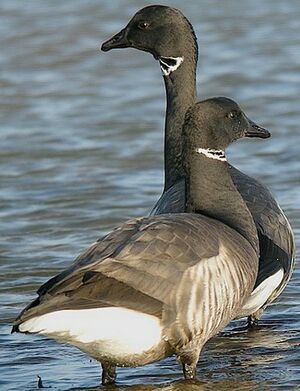 Brant Goose 
&copy; Roland Ripoll