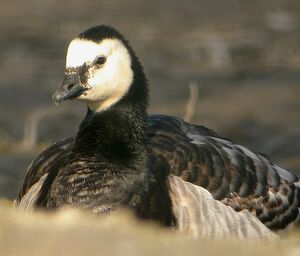 Barnacle Goose