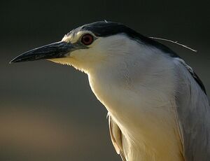 Black-crowned Night Heron