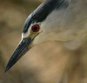 Black-crowned Night Heron