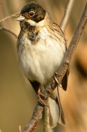Common Reed Bunting 
&copy; Roland Ripoll