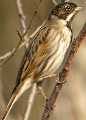 Common Reed Bunting 
&copy; Roland Ripoll