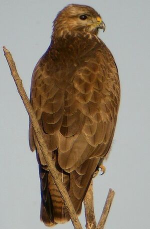 Common Buzzard 
&copy; Roland Ripoll