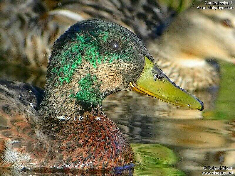 Comment On Dit Canard En Anglais