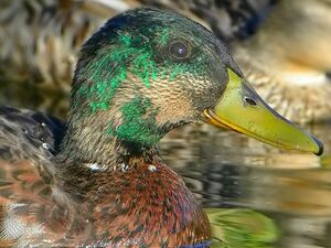 Canard colvert 
&copy; Roland Ripoll