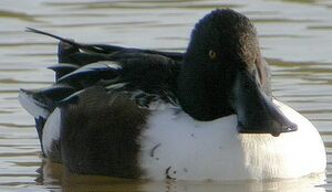 Canard souchet