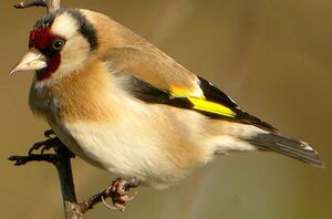 European Goldfinch