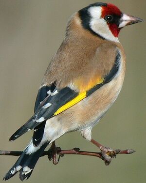 European Goldfinch