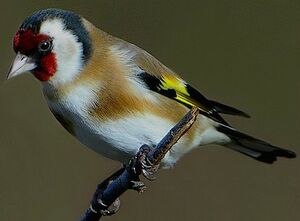 European Goldfinch