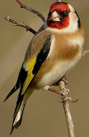 European Goldfinch