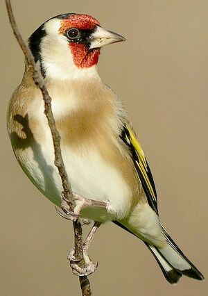 European Goldfinch