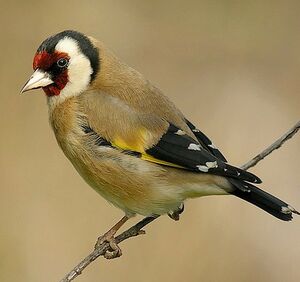 European Goldfinch