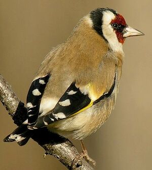 European Goldfinch