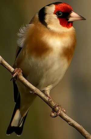 European Goldfinch