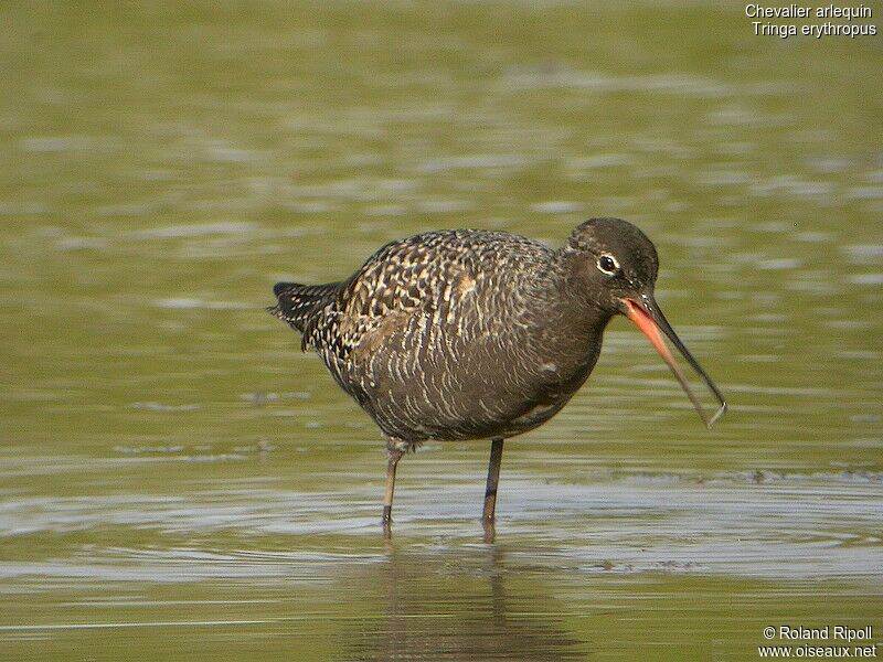 Spotted Redshank female adult breeding, fishing/hunting