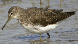 Green Sandpiper 
&copy; Roland Ripoll