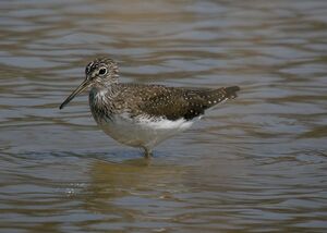 Green Sandpiper 
&copy; Roland Ripoll