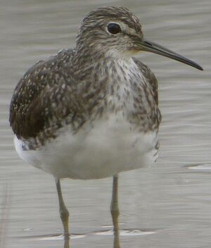 Green Sandpiper 
&copy; Roland Ripoll