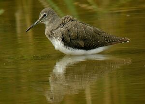 Green Sandpiper 
&copy; Roland Ripoll