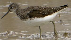 Green Sandpiper 
&copy; Roland Ripoll