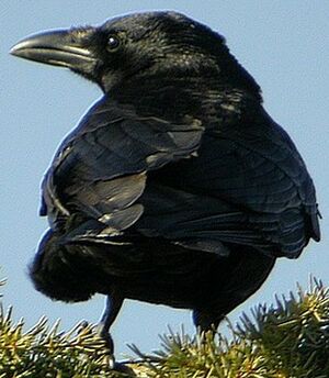 Corneille noire