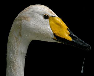 Cygne chanteur