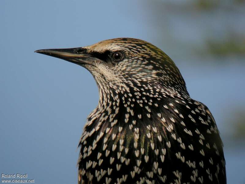 Common Starlingadult post breeding, close-up portrait
