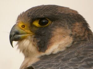 Peregrine Falcon