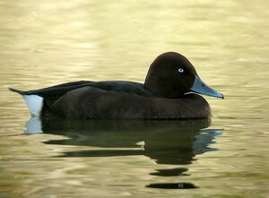 Ferruginous Duck 
&copy; Roland Ripoll